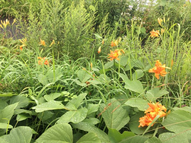 綺麗なオレンジ色の花が 静岡 藤枝 焼津 島田 掛川の注文住宅 育暮家はいほーむす